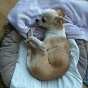 Meet your Posher, Amy renee